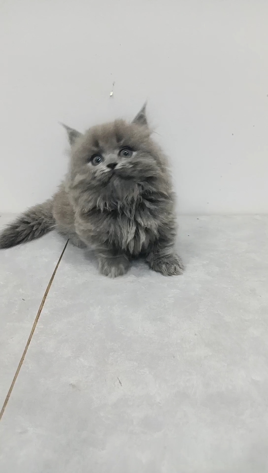 蓝猫矮脚拿破仑免费包邮有猫瘟腹水有健康问题给退